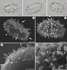 Image result for Blotiella