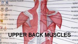 The key job of these muscles is to bend or flex the knee. Thoracic Outlet Syndrome Upper Back Mobility Youtube