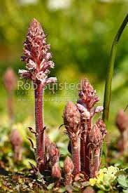 Image result for Orobanchaceae