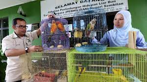 1 keping gambar (berlatar belakang putih). Lelaki Ditahan Miliki Burung Tanpa Lesen