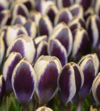 Image result for Pycreus chrysanthus