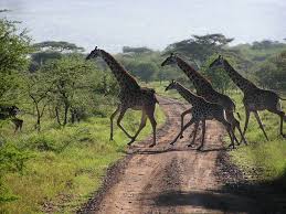 Serengeti National Park Ngazi Tours And Safaris Serengeti National Park Serengeti National Park Serengeti Animals Wild