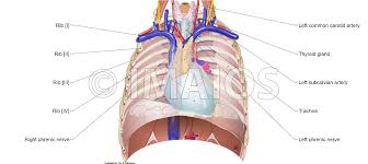 The left brachiocephalic vein crosses in front of the there is a high content of elastic fibres in the submucosa to facilitate the necessary elastic recoil during respiration. Mediastinum Anatomical Illustrations