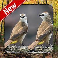 Ya, saat ini memang cukup banyak pecinta burung kicau lebih memilih jenis burung trucukan atau yang juga diberi nama cucak. Download Suara Burung Trucukan Pikat Offline Free For Android Suara Burung Trucukan Pikat Offline Apk Download Steprimo Com