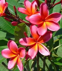 P Rubra Hawaiian Sunset Jpg 700 800 Flower Garden Plants Frangipani Hawaiian Sunset