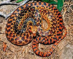 In fact, they are important to keeping the rodent population in check and maintaining their local ecosystems, according to stanford university. P C Annectens Gopher Snake Snake Pine Snake