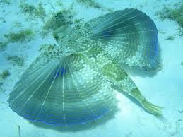 Pin On Creatures Inspiration