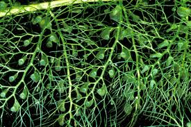 Kuvahaun tulos haulle bladderwort plant