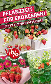 Volmary Pflanzen Online Kaufen Im Volmary Online Shop Erdbeerpflanzen Pflanzzeit Pflanzen