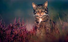 Foto Gambar Wallpaper Kucing Persia Hutan Anggora Cantik Lucu Wild Cats Cats Great Cat