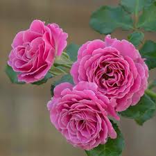 Check spelling or type a new query. Ø§Ø­Ù„Ù‰ ØµÙˆØ± ÙˆØ±ÙˆØ¯ Ùˆ ØµÙˆØ± Ø²Ù‡ÙˆØ± 2021 Best Photo Rose Flower