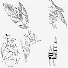 Dengan kecanggihan yang ditawarkan oleh android, tentunya sangat memungkinkan penggunanya untuk mengubah tampilan ponselnya termasuk wallpaper. Gambar Tanaman Tropis Bunga Daun Rancangan Linier Burung Cendrawasih Jahe Yanshan Dan Anthurium Tanaman Tropis Bunga Tropis Daun Anggrek Tigertail Png Transparan Clipart Dan File Psd Untuk Unduh Gratis