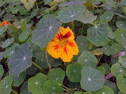 Nasturtium Planting And Care Growing Properties Nasturtium After Flowering Photo