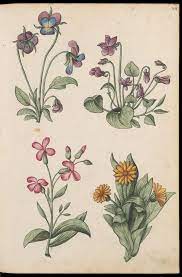 zentralbibliothek zurich aquarelle von saugetieren 216 botanische zeichnung vintage botanische drucke blumenzeichnung