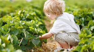 From sun to soil to picking crops, we've got you covered! What Are The Benefits Of Having A Vegetable Garden At Your Nursery Parenta Com