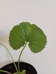 Image result for Gunnera perpensa