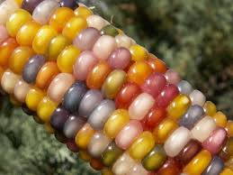 Glass Gem Ear Of Corn Made Possible Through Jumping Genes Or Transposons Rainbow Corn Glass Gem Corn Colored Corn
