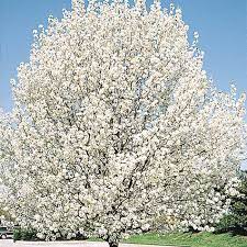 Maybe you would like to learn more about one of these? Cleveland Ornamental Pear Tree Gurney S Seed Nursery Co