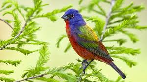 Free download latest very beautiful birds hd desktop wallpapers background, wide most popular colorful birds like dove, duck, eagle, hen, kite, owl, crow, parrot, peacock colorful birds are very amazing and innocent creation of god and they attract the people! Nature Wallpaper Beautiful Birds Licth Nature Wallpaper Blog