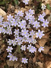 Image result for Walleria mackenziei