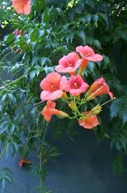 Acem Borusu Campsis Radicans Bitki Cicek Resim