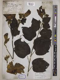 Image result for Azanza lampas