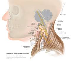 Accessory Xi Cranial Nerves Neurologia Anatomia Neuroanatomia