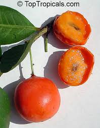 Image result for Garcinia livingstonei