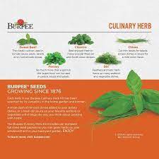 Burpee Culinary Herb Starter Kit Cilantro Be Sure To Check Out This Awesome Product It Is An Affiliate Link To Amazon Culinary Herbs Sweet Basil Cilantro