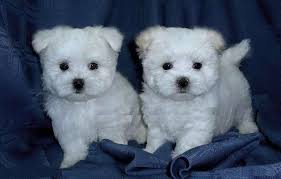 Find maltese in dogs & puppies for rehoming | 🐶 find dogs and puppies locally for sale or adoption in ontario : Pin By Brandi Ciano On Puppies Teacup Puppies Maltese Maltese Puppy Funny Puppy Pictures