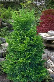 Image result for Gyrodoma hispida