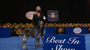 Which one is your favorite? Scottish Deerhound Wins Best In Show At 2020 National Dog Show