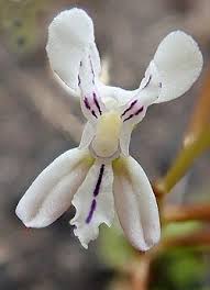 Image result for Disa ochrostachya