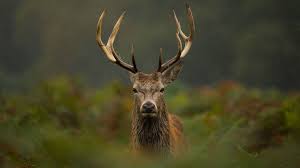 Florida maine shares a border only with new hamp. The Deer Hunting Quiz Howstuffworks