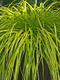 Green plant zu spitzenpreisen kostenlose lieferung möglich Carex Everillo Bluestone Perennials