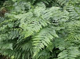 Image result for Pteridium aquilinum