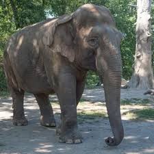 Saving Wildlife And Wild Places Bronx Zoo Tickets Or Gift Card To Purchase A Ticket Bronx Zoo Zoo Animals Wildlife Conservation Society