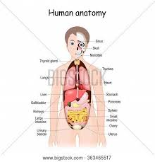 An female's internal reproductive organs are the vagina, uterus, fallopian download this premium vector about female human anatomy, internal organs diagram, and discover more than 10 million professional graphic. Human Body Anatomy Vector Photo Free Trial Bigstock