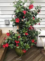 Tropicals Forum Indoor Dipladenia Mandevilla Mealy Bugs Garden Org