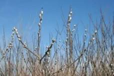 Knee High Naturalist – September Program: Seed Safari!!!!