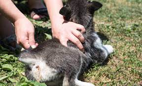 Maybe you would like to learn more about one of these? Help There Are Worms In My Dog S Poop What Do I Do