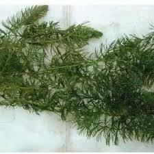 Image result for Ceratophyllum muricatum