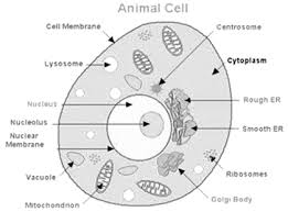 Found in animal cell only. Why Is Endocytosis Found In Animals Only