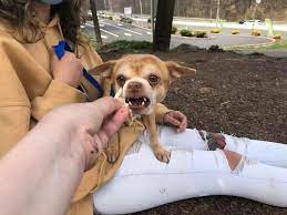 Second chance pet adoption prancer. Adoption Post Honestly Lists Everything That S Wrong With This Demonic Chihuahua And It Goes Viral Bored Panda