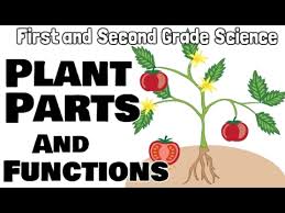 Plant life cycle sequence cards 1st. Plant Parts And Functions First And Second Grade Science Lesson For Kids Youtube