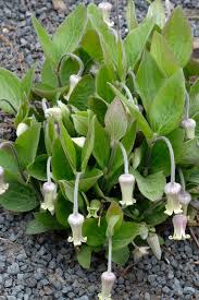 Image result for Clematis villosa