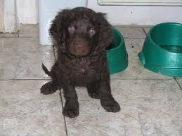 Image result for americký vodní španěl