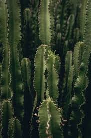 Keep your desert dwellers alive and give your succulents succour. 90 Cute Cacti Ideas In 2021 Cacti And Succulents Plants Succulents