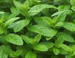 Feel free to leave the whole chocolate mint thing for another thread. Peppermint Vs Spearmint What S The Difference