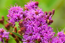 Image result for Vernonia brachycalyx